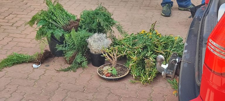 Nature’s Corner – Plant smugglers foiled