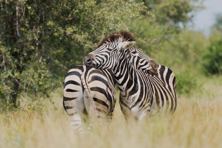 AfriForum neem mynaansoek by Krugerwildtuin onder die loep