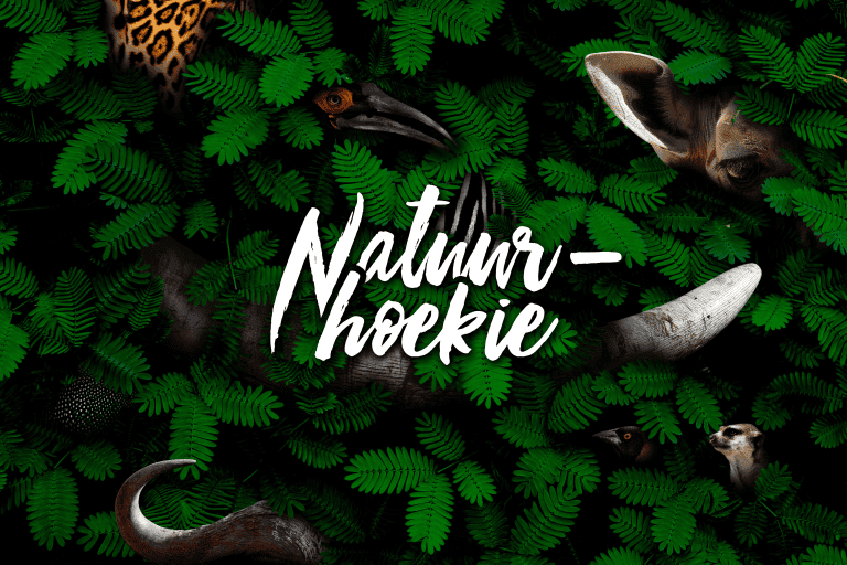 Natuurhoekie – Toktokkie