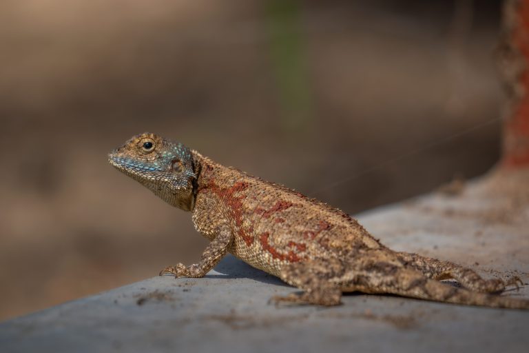 Nature’s Corner – Kate saves an agama