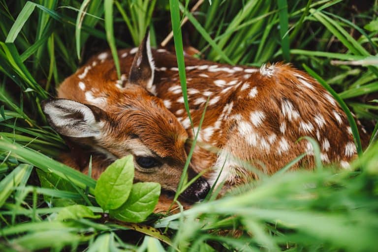 Nature’s Corner – Bavaria’s Bambi deer