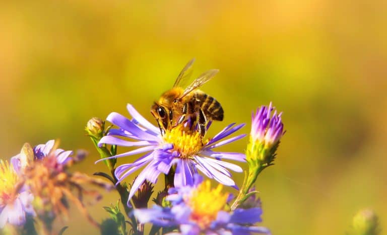 Nature’s Corner – The buzzing of the bees