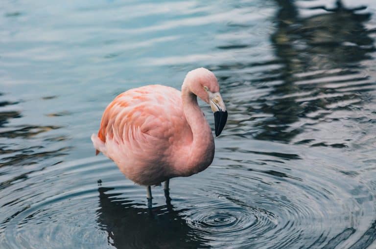 Nature’s Corner – Flamingos