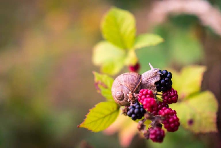 Nature’s Corner – Snails – snacks, pests or pets?