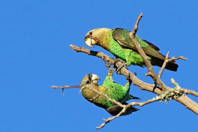 Nature’s Corner – The Cape parrot – our bird of the year