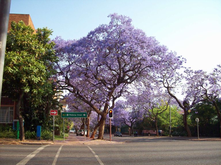 Nature’s Corner – Another breathtaking jacaranda season has almost gone …