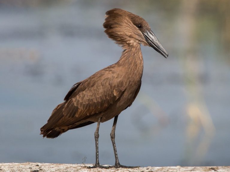 Natuurhoekie – Hallo, Hamerkop!