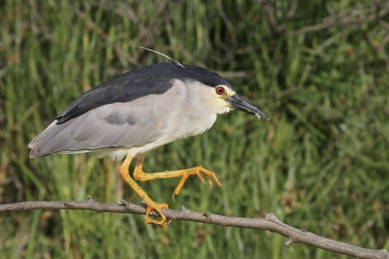 Nature’s Corner – Black-crowned night heron is trying to catch a dragonfly