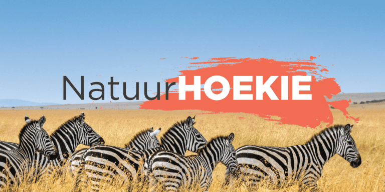 Natuurhoekie – Koedoes en rooibekrenostervoëls