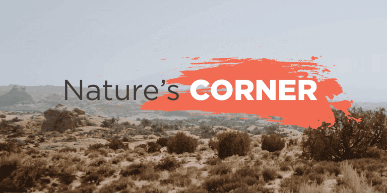 Nature’s Corner – Puff adder emergency