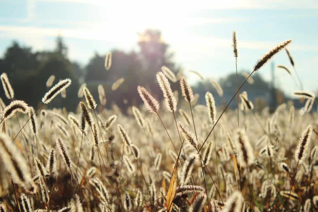 harvest