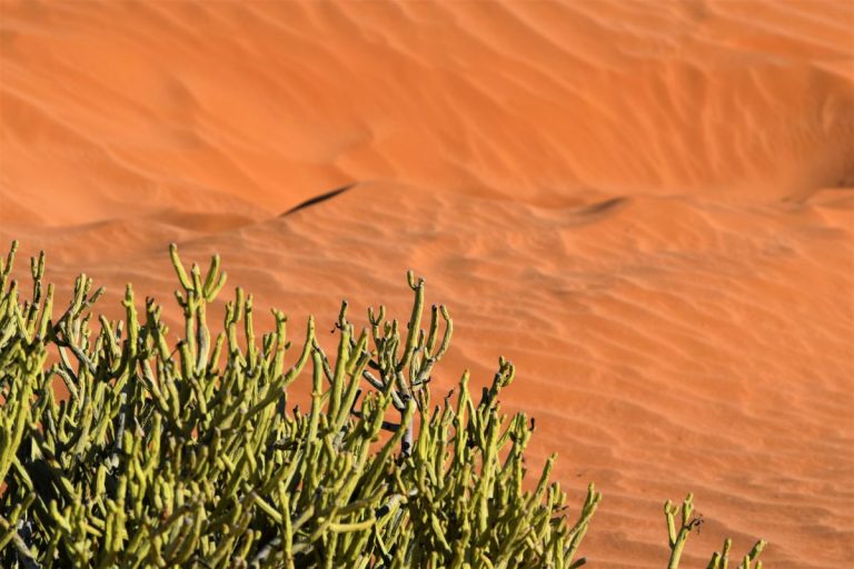 Die mooi van die Kalahari besing