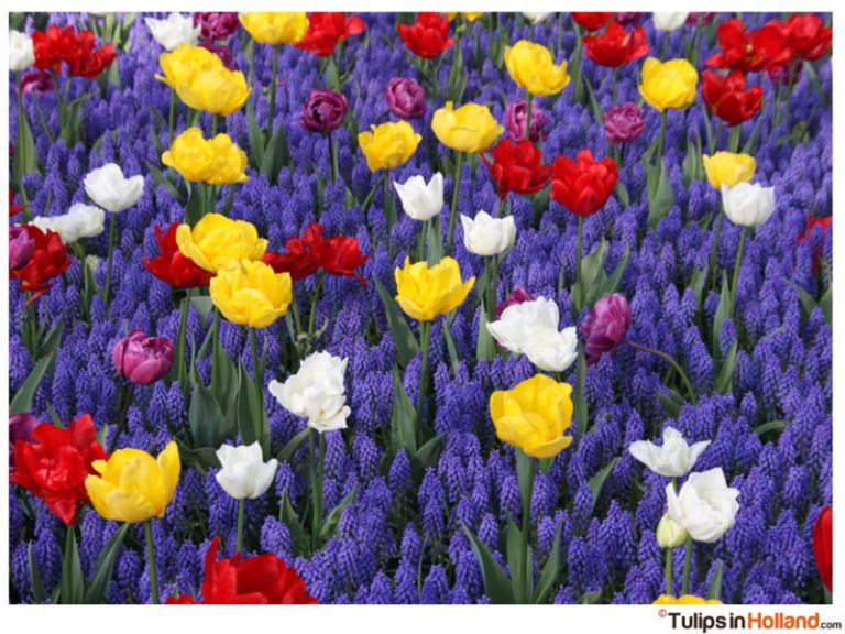 Motorcycle expedition to Holland for the tulips – Suzette Datema