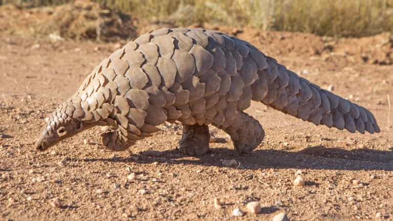 Nature’s Corner – Illegal trade in pangolins causes grave concerns