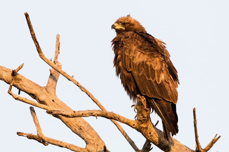 Nature’s Corner – Eagles do not catch flies, but termites are welcome!