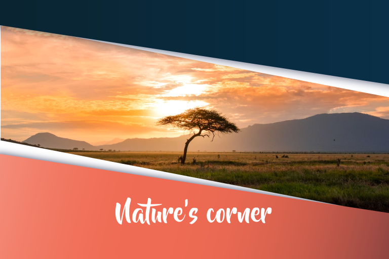 Nature’s Corner – Rietvlei Nature Reserve