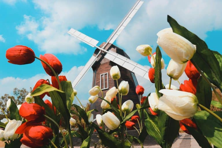 World Guide in focus: Netherlands