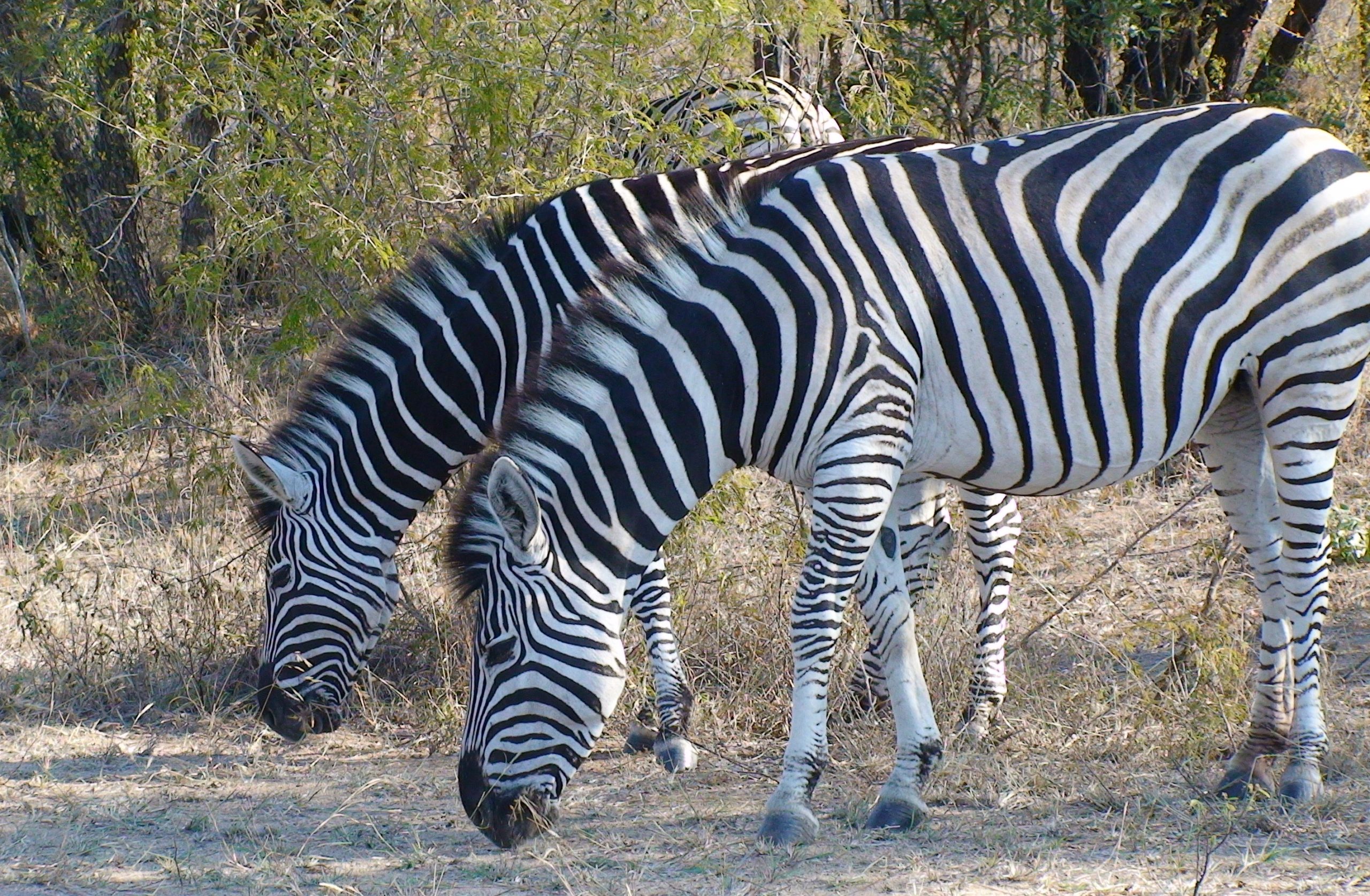 Nature’s corner 79: Zebras in the Kruger National Park