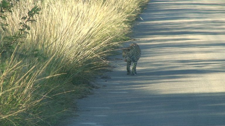 Natuurhoekie 80: Op Vlerke oor die luiperd se groot skrik