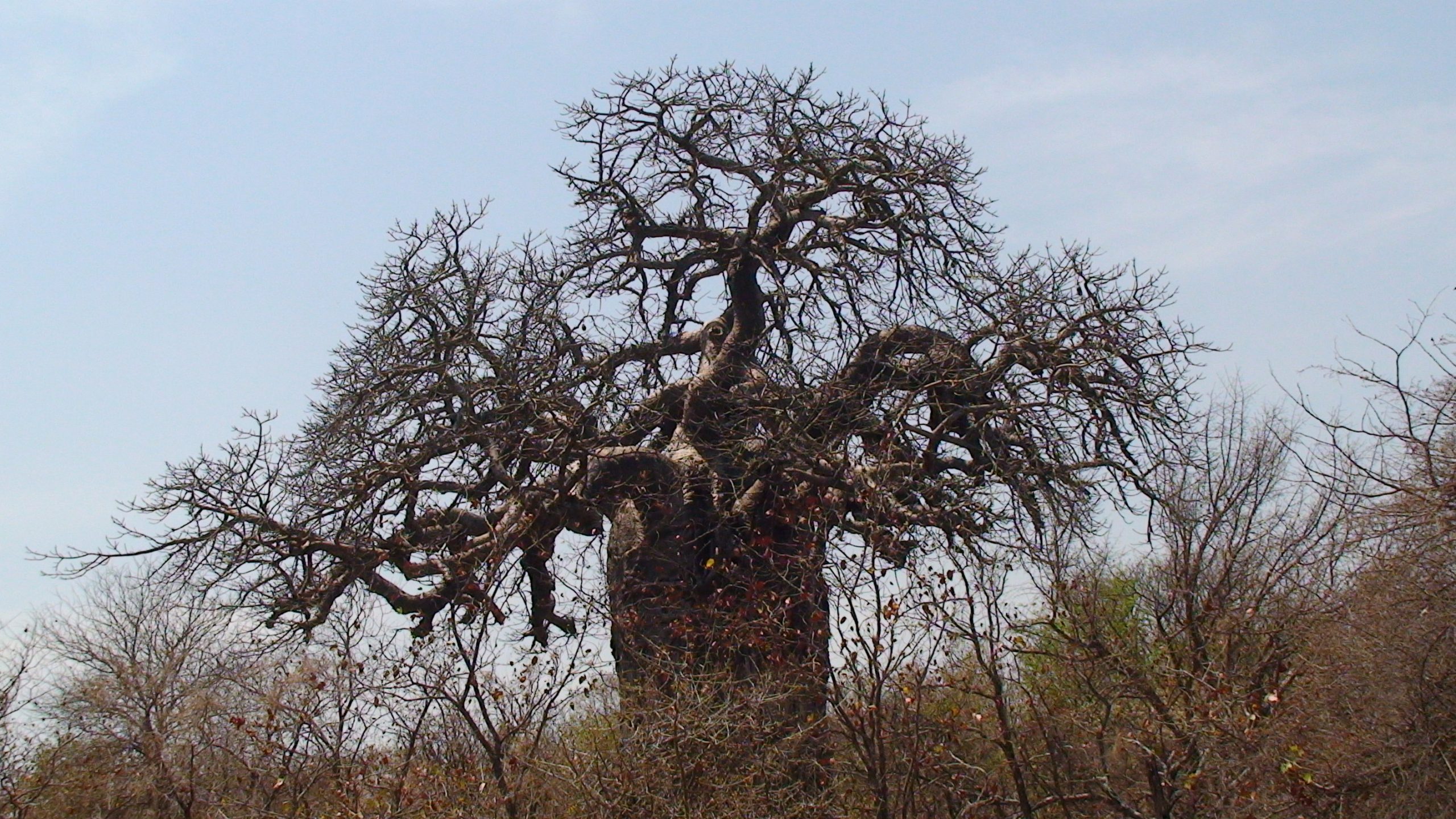 Natuurhoekie 82: Op vlerke: Mopani Ruskamp, ’n bosnagapie én ’n klein leeutjie